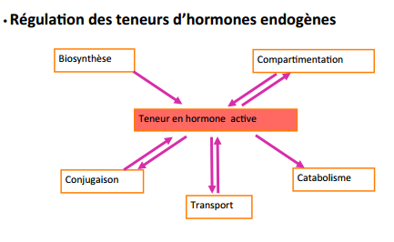 http://australe.upmc.fr/access/content/group/foad2v417_01/Cours%20Chapitre%202%20Croissance_Savoure2015.pdf