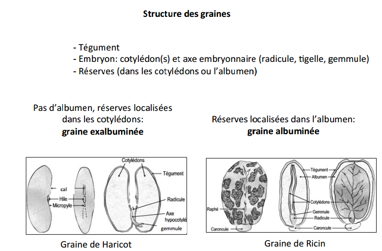 http://australe.upmc.fr/access/content/group/foad2v417_01/Cours%20Chapitre%202%20Croissance_Savoure2015.pdf