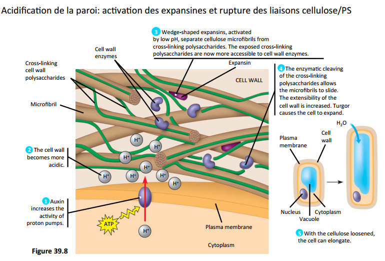 http://australe.upmc.fr/access/content/group/foad2v417_01/Cours%20Chapitre%202%20Croissance_Savoure2015.pdf