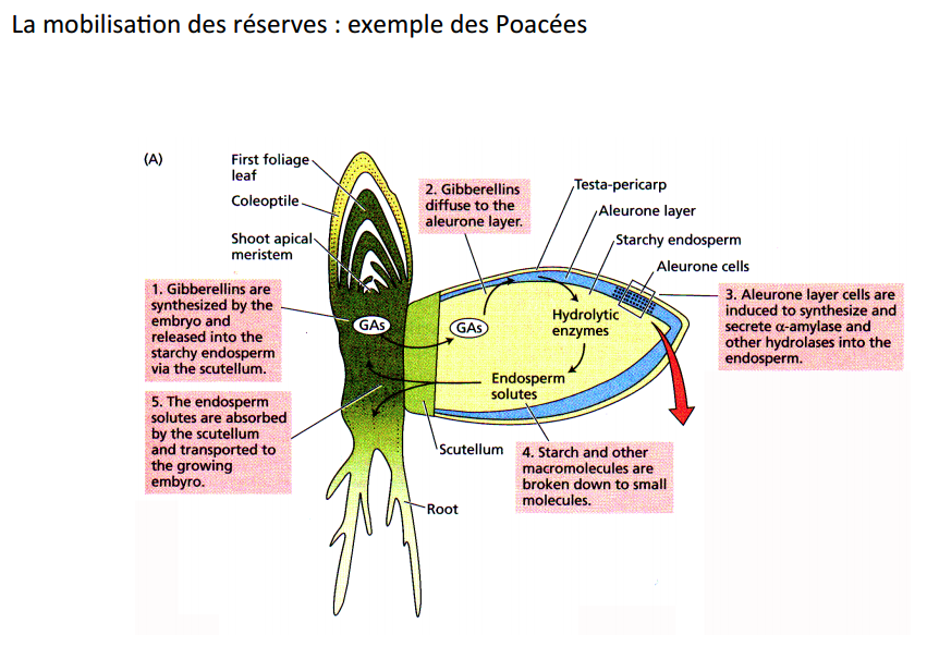 http://australe.upmc.fr/access/content/group/foad2v417_01/Cours%20Chapitre%202%20Croissance_Savoure2015.pdf