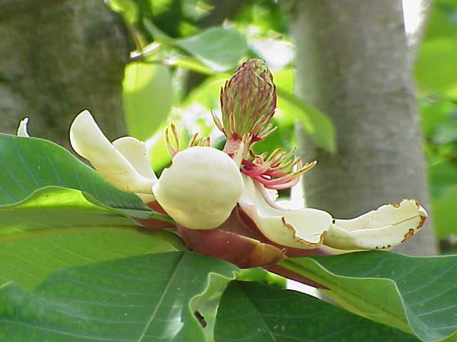 http://fr.academic.ru/pictures/frwiki/77/Magnolia_tripetala_%28obovata%3F%290.jpg