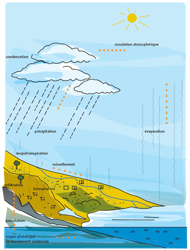 Schma illustrant le cycle de l'eau : l'vaporation , la circulation dans l'atmosphre et la condensation en nuage puis en pluie.
