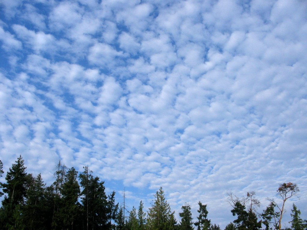 Photo de stratocumulus. On peut voir trs clairement l'aspect rond de ces nuages.