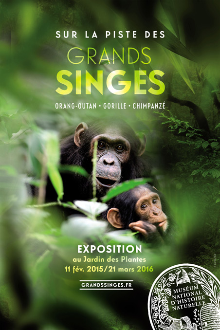 Affiche pour l'exposition : "Sur la piste des grands singes" au Musum national d'Histoire naturelle" on y voit deux singes sur un fond de jungle.