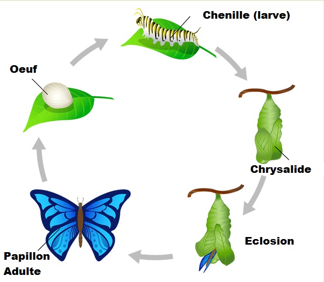 Cycle de la vie du papillon