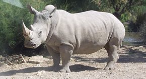 Rhino blanc