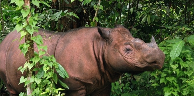 Rhino de sumatra