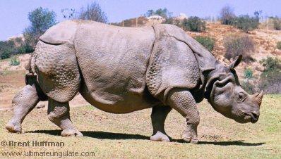 Rhino indien