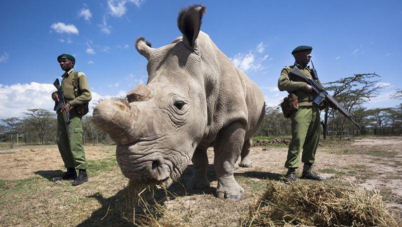 Rhino en danger
