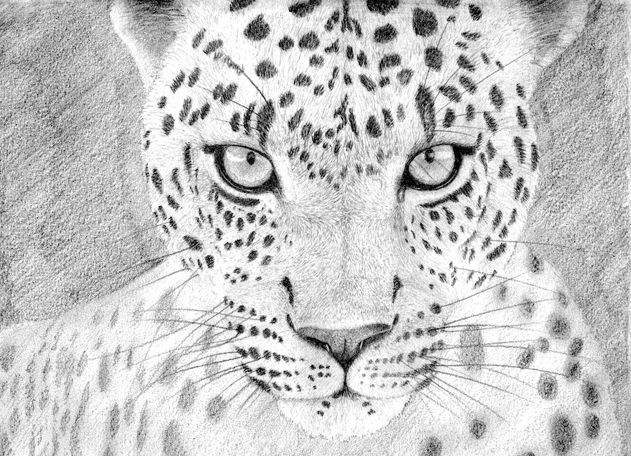 dessin réaliste d'un léopard