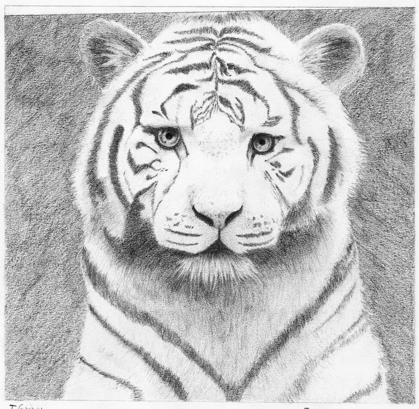 dessin réaliste d'un tigre