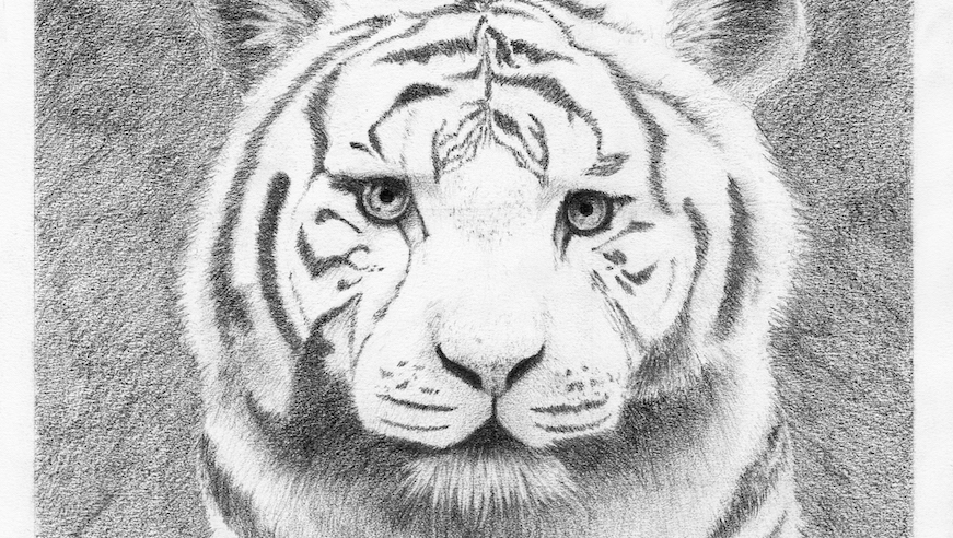 dessin d'un tigre