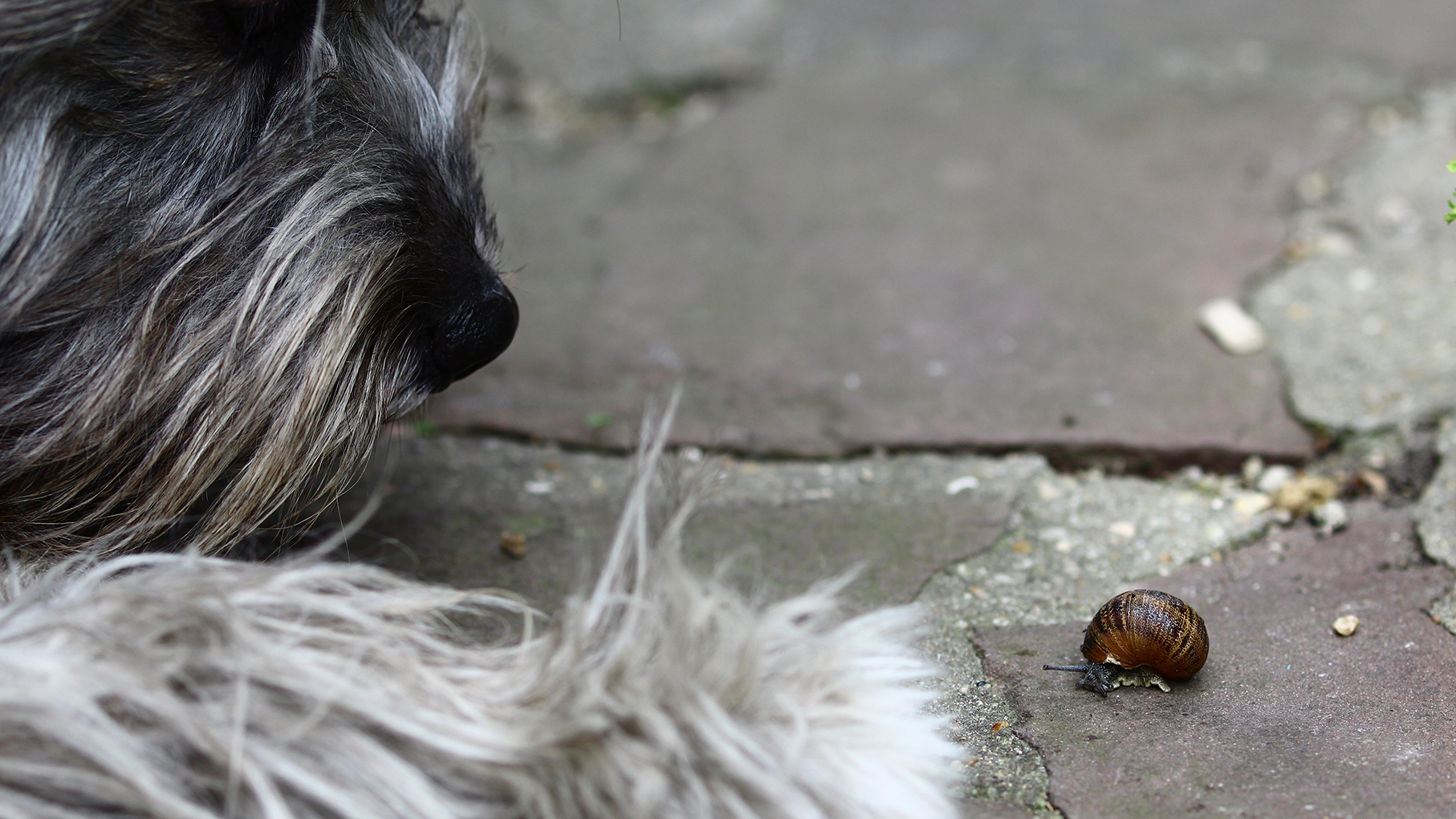 un chien reniflant un escargot