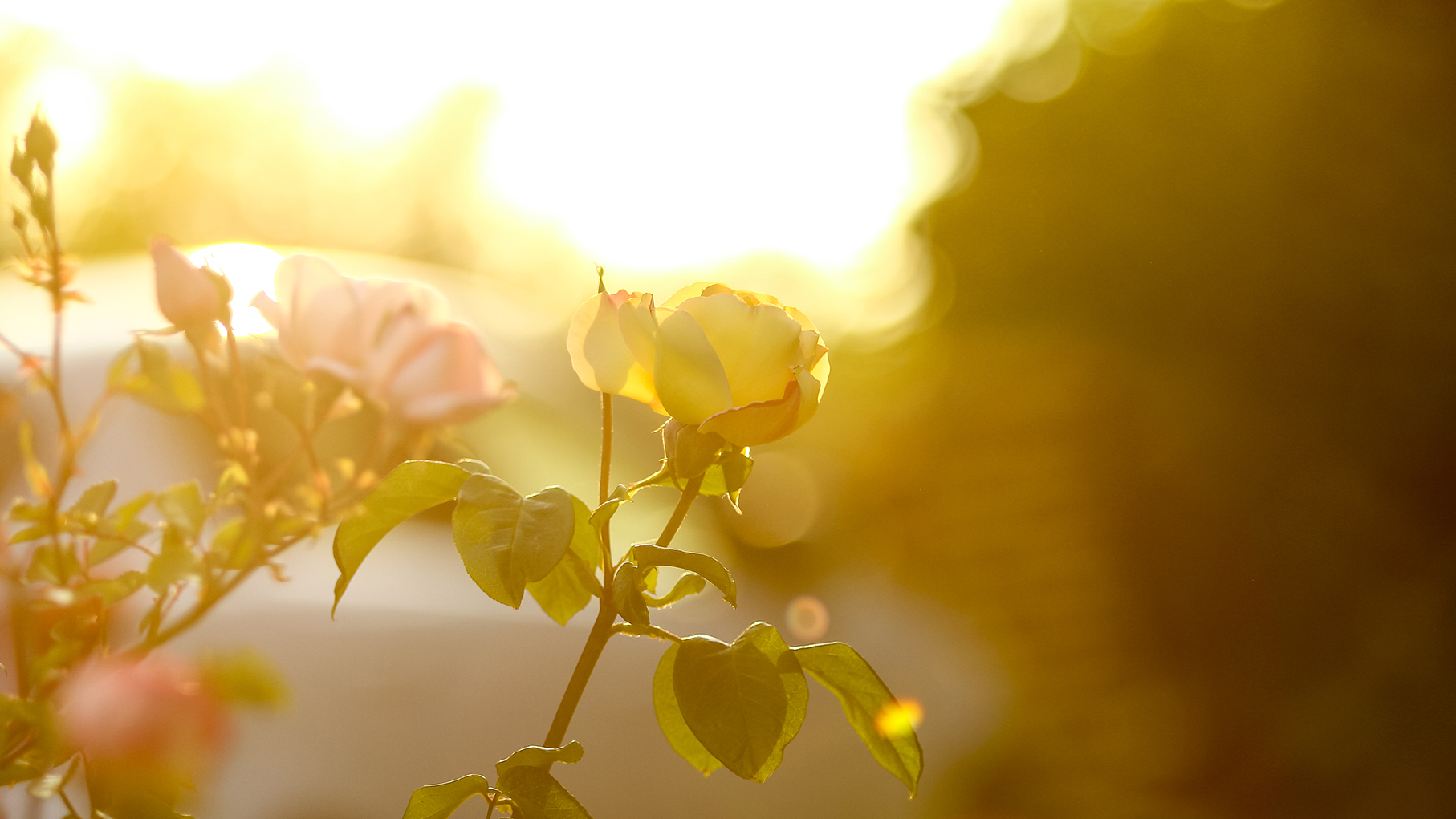 une rose éclairée par le soleil matinal