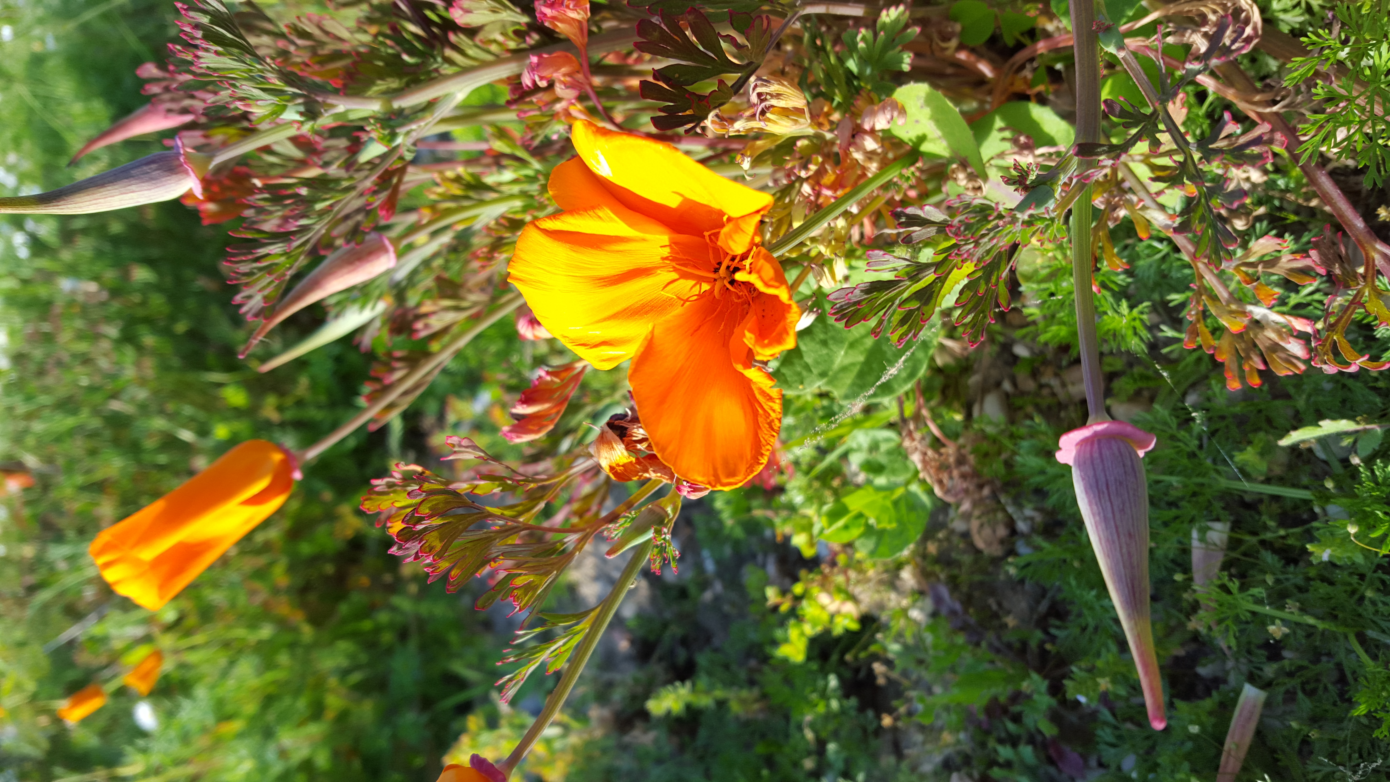 Fleur orange des climats secs