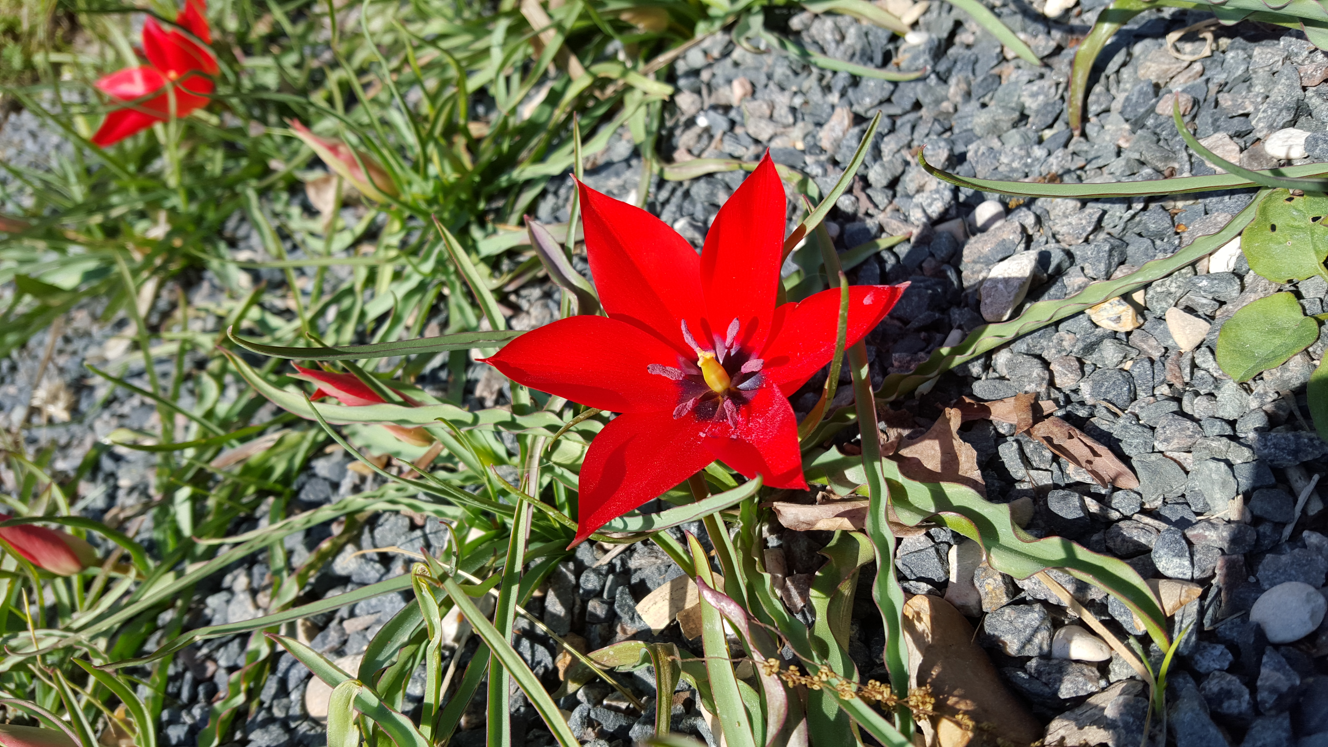 Fleur rouge des climats secs