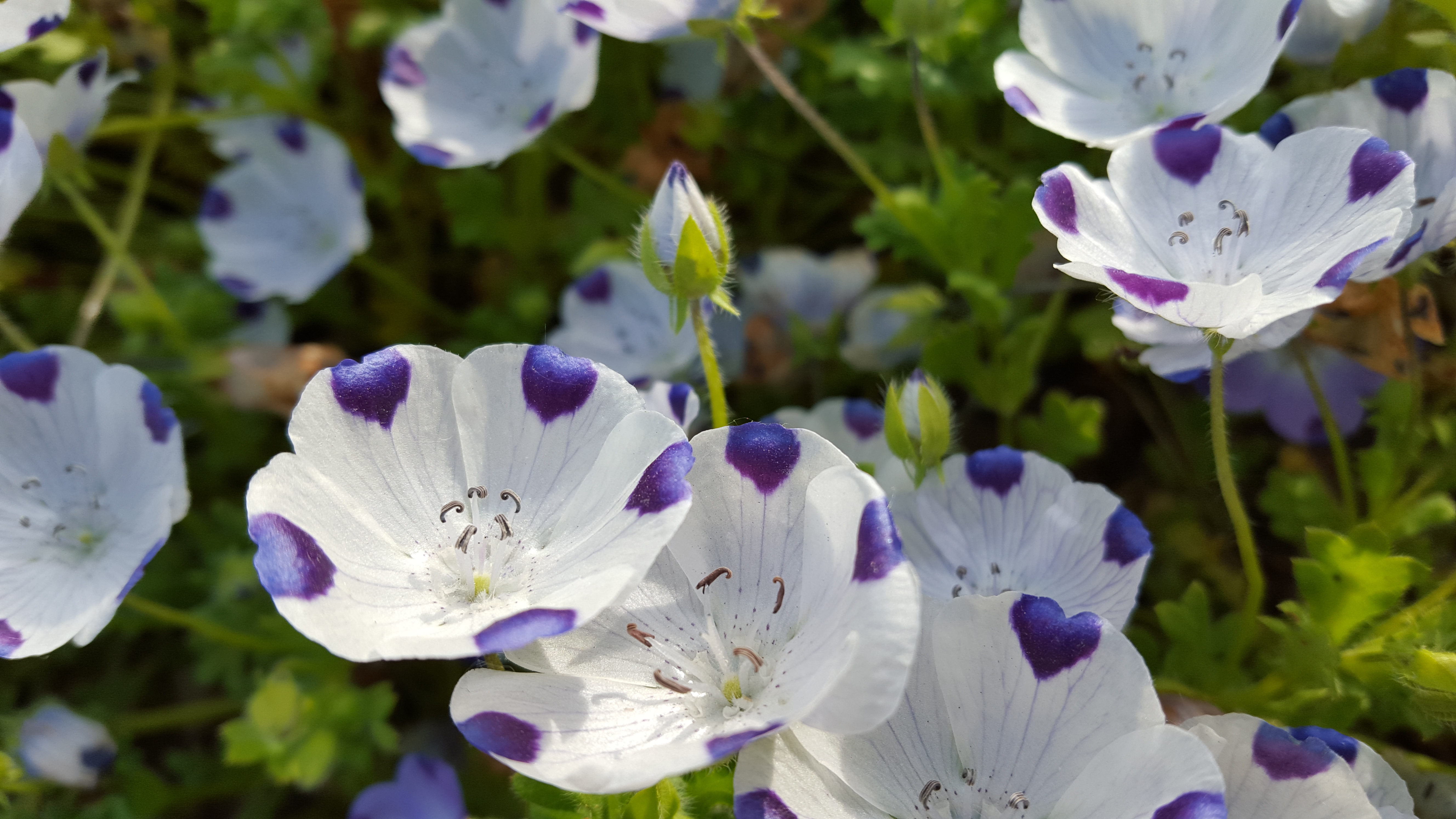 Fleurs blanches tachetées de violet
