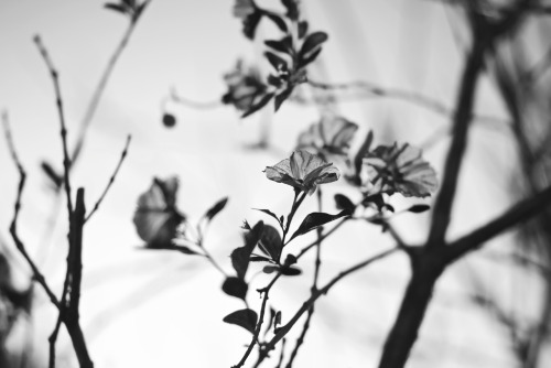 image décorative en début de chapitre - photo en noir et blanc de quelques fleurs dans un arbre