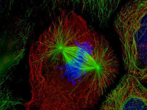 Cellule colore avec des molcules fluorescentes
