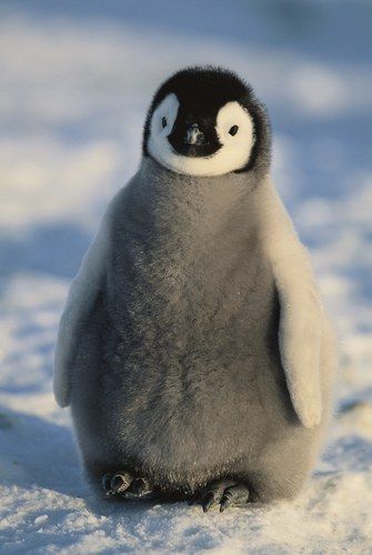 Jeune pingouin sur la banquise