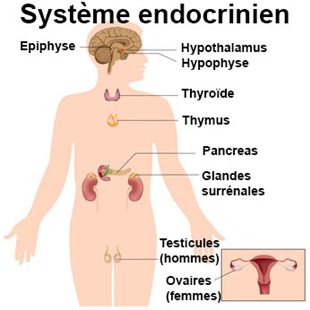 Schéma d'un humain avec les glandes endocrines