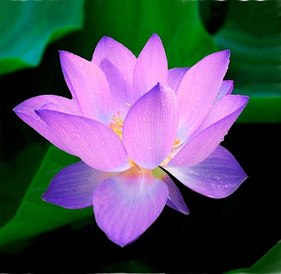 Fleur de lotus de couleur rose