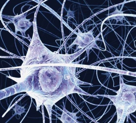 Neurones avec leurs prolongements (axones)