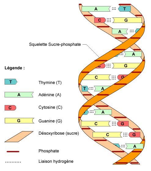 Schma de la double hlice d'ADN et de ses composants