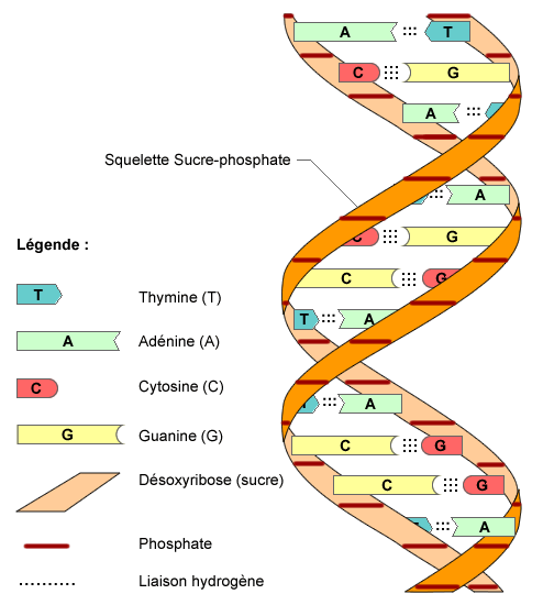 QCM Biologie Mol culaire QCM Biologie Mol culaire
