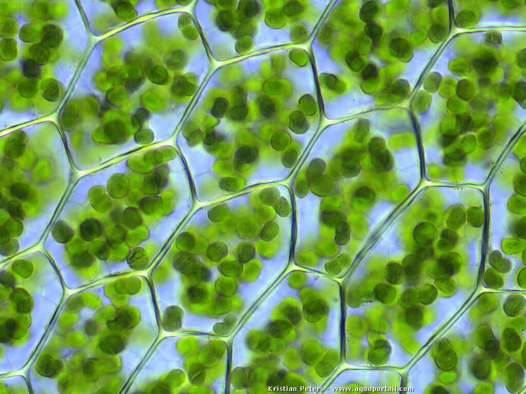 Cellules vgtales avec un chloroplaste