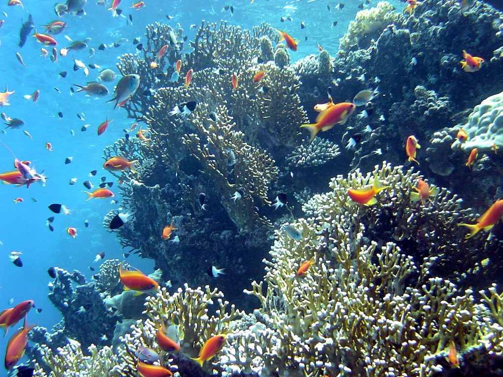 Ocan avec des poissons de couleur orange