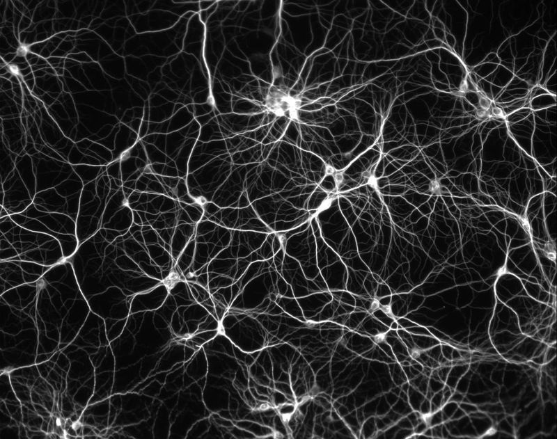 Rseau de neurones