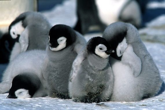 Jeunes pingouins sur la banquise